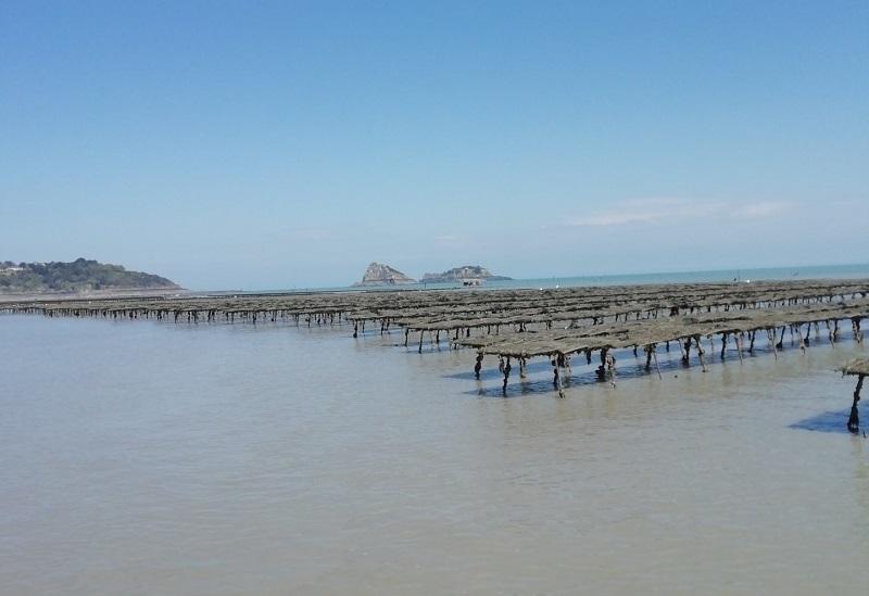Les parcs à huîtres creuses 100% naturelles de l'entreprise Querrien à Saint Méloir des Ondes