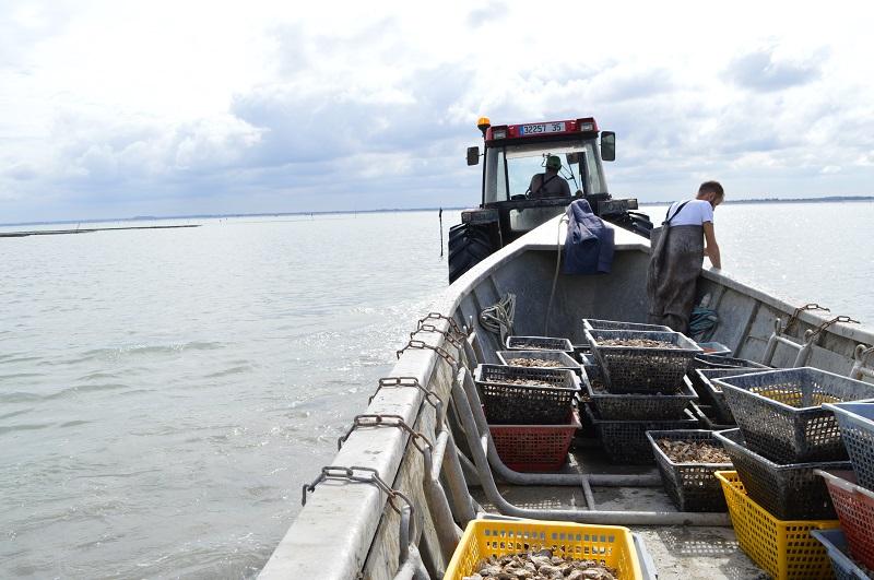 Querrien, producteurs d'huîtres creuses dans les parcs à huîtres à Cancale