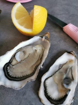 Comment ouvrir rapidement et facilement des huîtres de Cancale avec l'entreprise Querrien ?